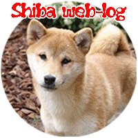 Shibas bilder